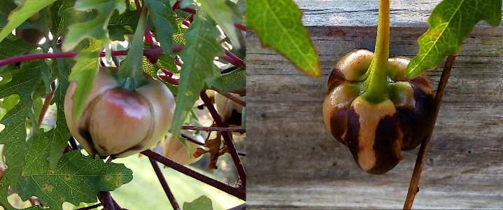 [Two photos spliced together. On the left the fruit hangs from the vine nestled among many leaves. The fruit is reddish-pink on top and beige below. The petal sections are visible as they have begun splitting away from each other. The very tip of the fruit section is a dark brown. On the righ is a single fruit which is light brown at the tops and centers of each petal portion. The outer edges of the petal portions are dark brown and the entire thing is gaining a wood-like appearance even though the stem is bright green.]